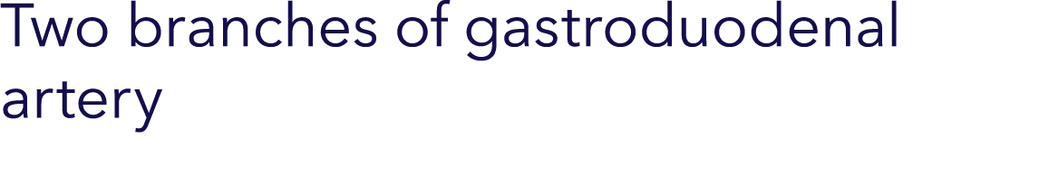 Two branches of gastroduodenal artery 